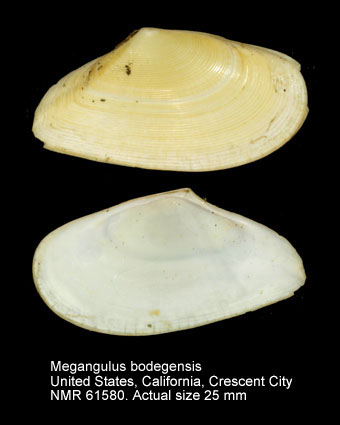 Megaangulus bodegensis.jpg - Megangulus bodegensis(Hinds,1845)
